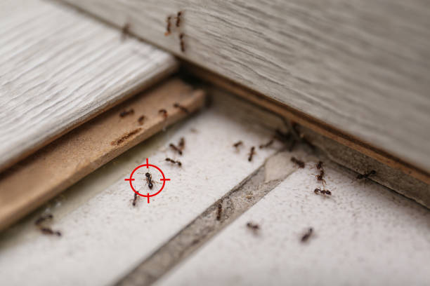 Best Flea Control Services  in Mahomet, IL